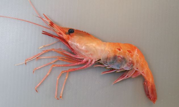 牡丹海老/Botan shrimp