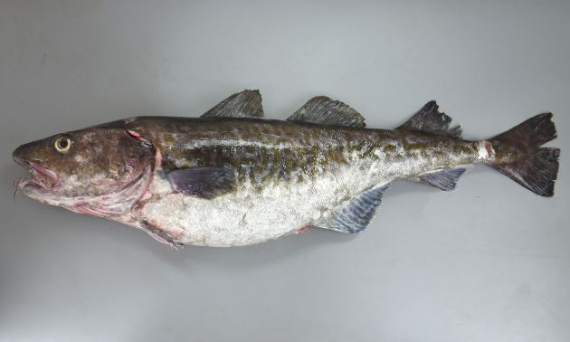 真鱈/Pacific cod
