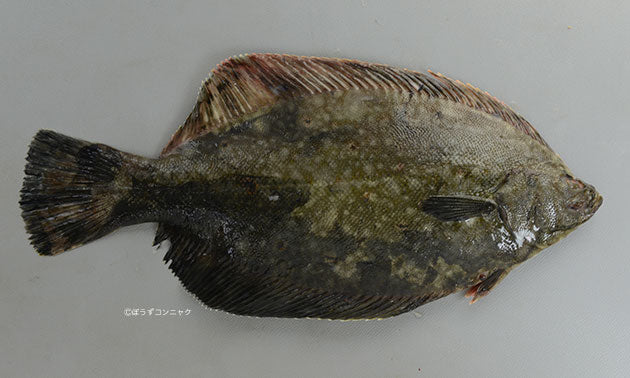 黒がれい/Cresthead flounder