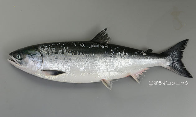 鮭児/Chum salmon