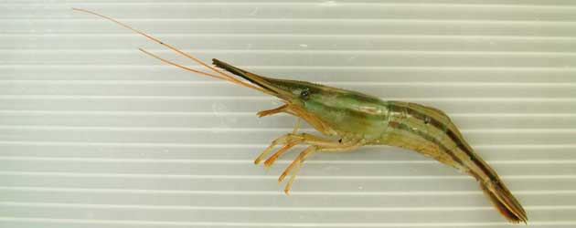 北海縞海老/Hokkai shrimp