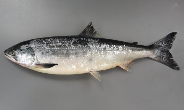 時鮭（ときしらず）/Toki salmon