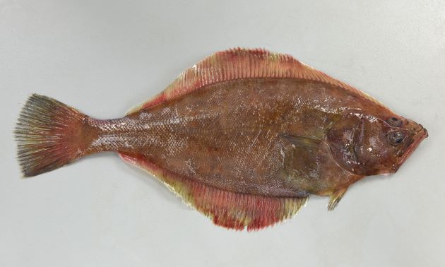 赤がれい/Flathead flounder