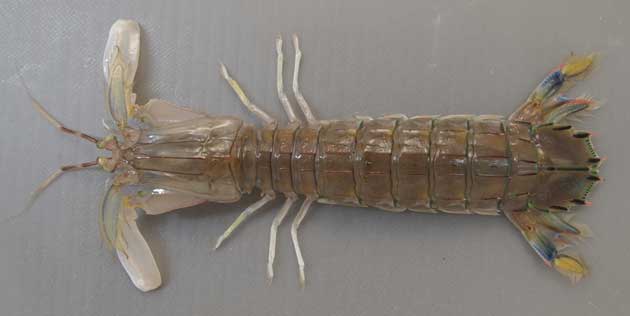 しゃこ/Mantis shrimp