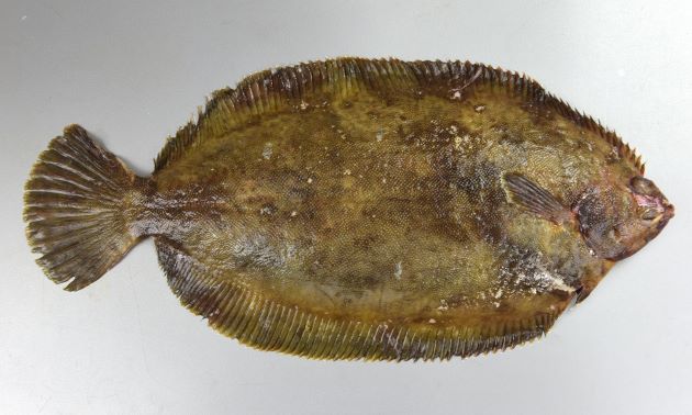 なめたがれい/Slime flounder, Slime sole