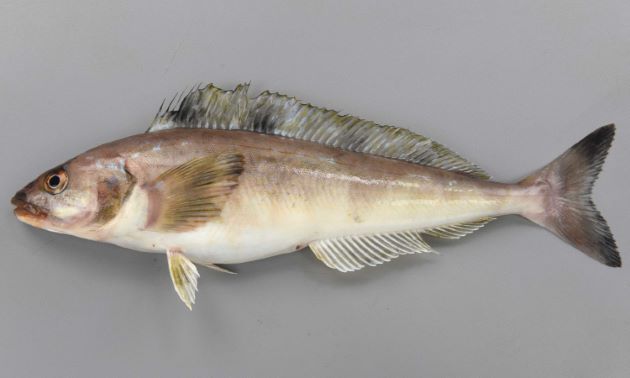 ほっけ/Okhotsk atka mackerel