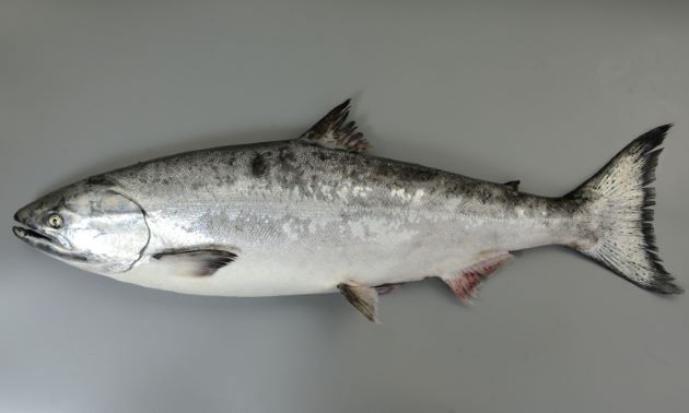マスノスケ/King salmon