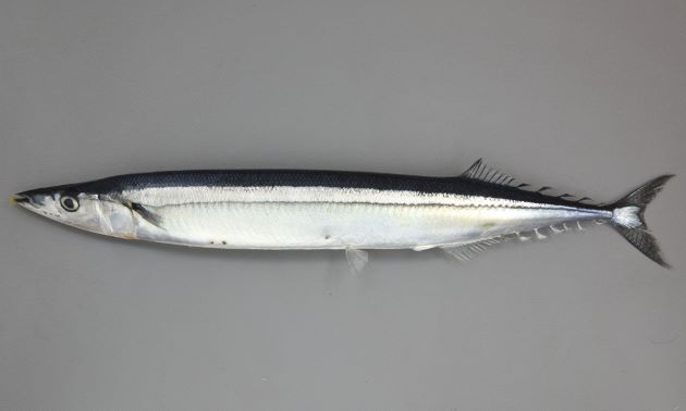 秋刀魚/Pacific saury
